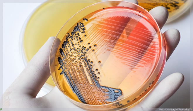 Estudo genético busca impedir infecção alimentar por salmonella