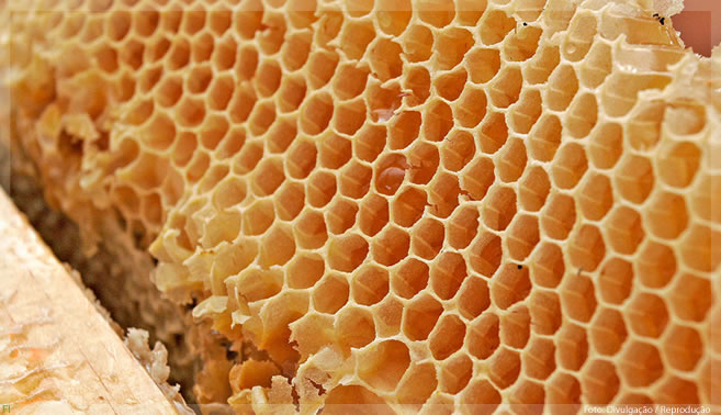 Pesquisadoras criam suplemento vegetariano à base de mel em pó e proteína do arroz